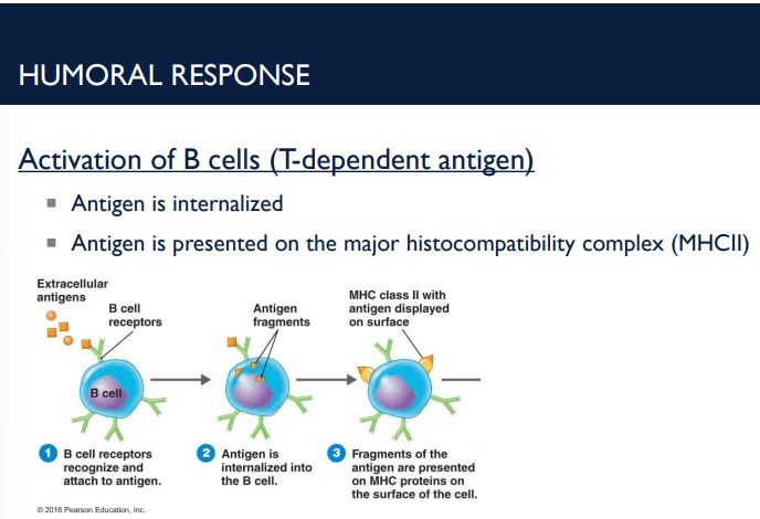 <p>After these steps of the humoral response, what happens?</p><ul><li><p>B cells carry IgM and IgD on their surface to recognize a single epitope.</p></li><li><p>When antigens are present, they bind to these receptors.</p></li></ul><p></p>