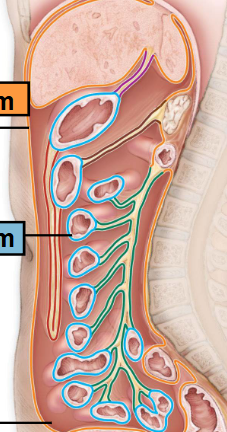 <p>-Line the cavity wall</p><ul><li><p>Orange </p></li></ul><p></p>