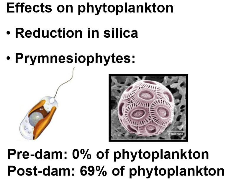 <p>Diatoms (single-celled algae) have cell walls largely composed of silica. Skeletonema (species of diatom) were the most prevalent phytoplankton pre-dam. Post-dam, Prymnesiophytes made up a large percentage of the phytoplankton.<strong><em> A decline in diatoms was driven by the loss of silica inputs.</em></strong></p>