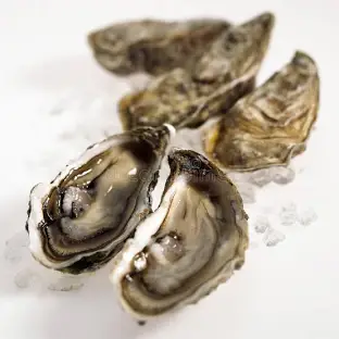 <p>Ostrea</p>