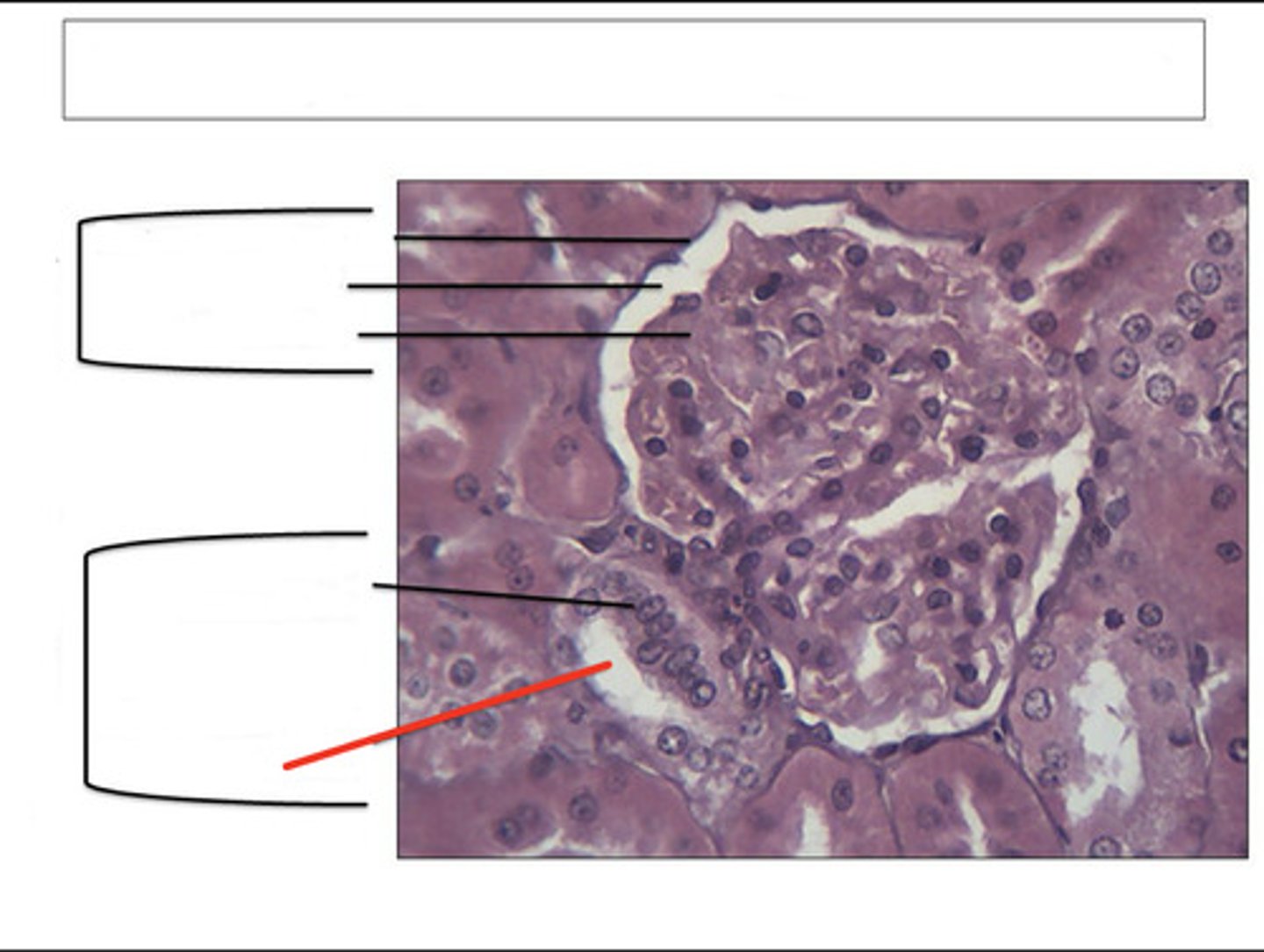 <p>identify this structure and organ</p>