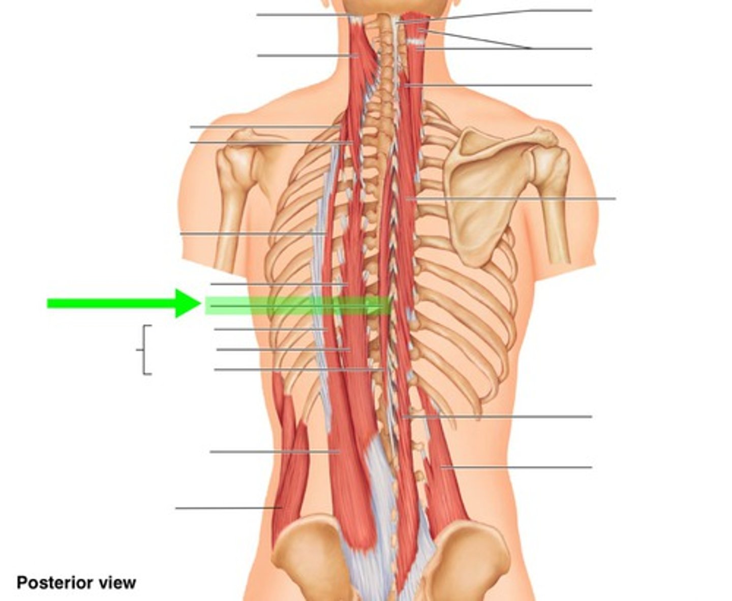 <p>Extends vertebral column</p>
