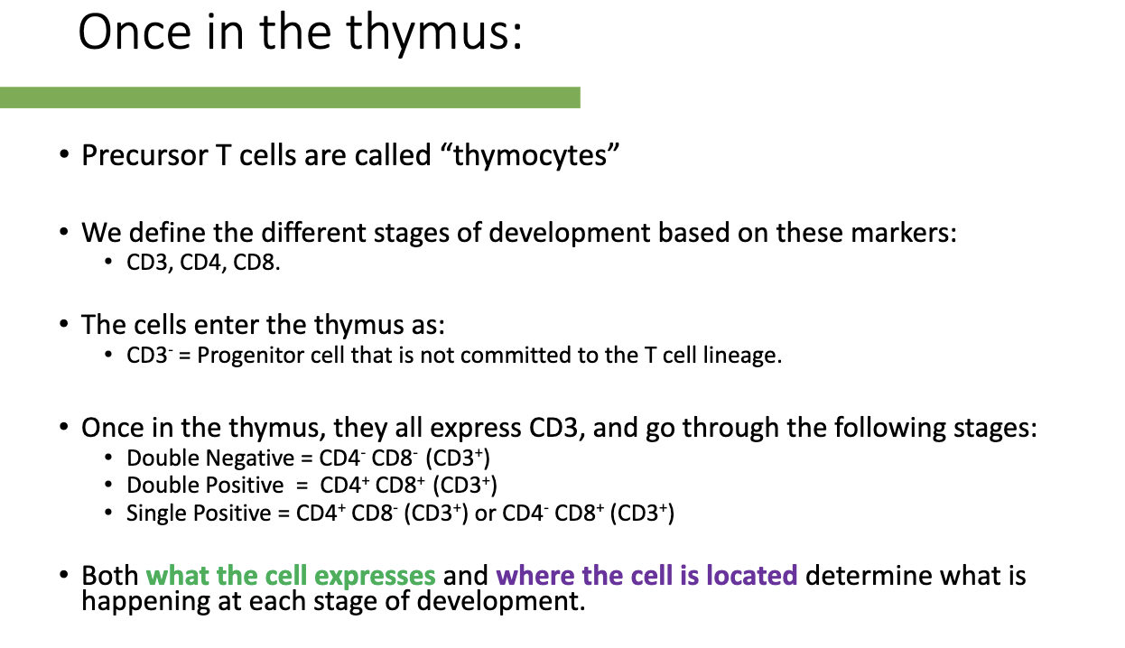 <ul><li><p><strong>Precursor T cells in thymus:</strong> called thymocytes.</p></li><li><p><strong>Markers used to define stages:</strong> CD3, CD4, CD8.</p></li><li><p><strong>Entry stage:</strong> CD3- (uncommitted progenitor).</p></li><li><p><strong>Development stages (all CD3+):</strong></p><ol><li><p>Double Negative (DN): CD4- CD8-</p></li><li><p>Double Positive (DP): CD4+ CD8+</p></li><li><p>Single Positive (SP): CD4+ CD8- or CD4- CD8+</p></li></ol></li><li><p><strong>Function depends on:</strong> what markers the cell expresses and its location in the thymus.</p></li></ul><p></p>