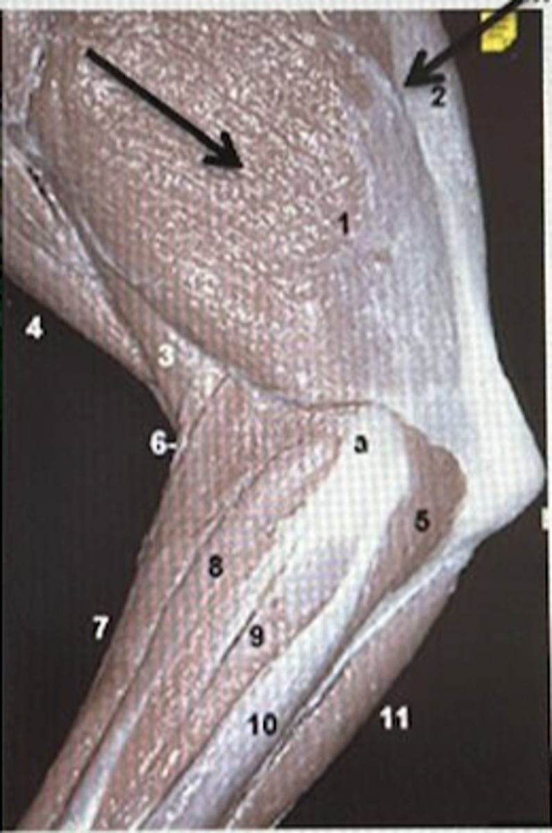 <p>C</p>
