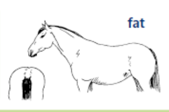 <p>features of a horse with a body condition score of 4</p>