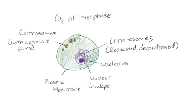 <p>Cells grow, replenish energy, and synthesize macromolecules</p>