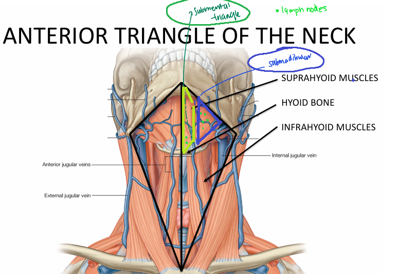 <p>1) Submental triangle</p><p>2) Submandibular triangle</p>
