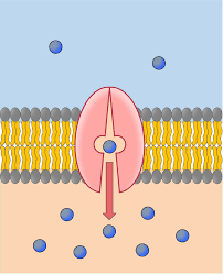 <p>move solutes across membrane w/ energy </p>
