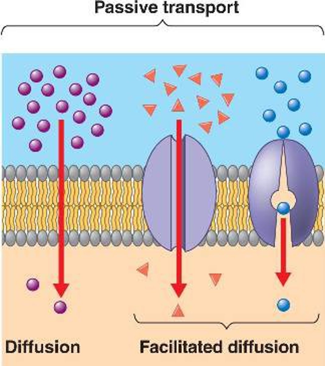 <p>Molecules, like water that are able to freely pass through the membrane without the cell using any energy use</p>