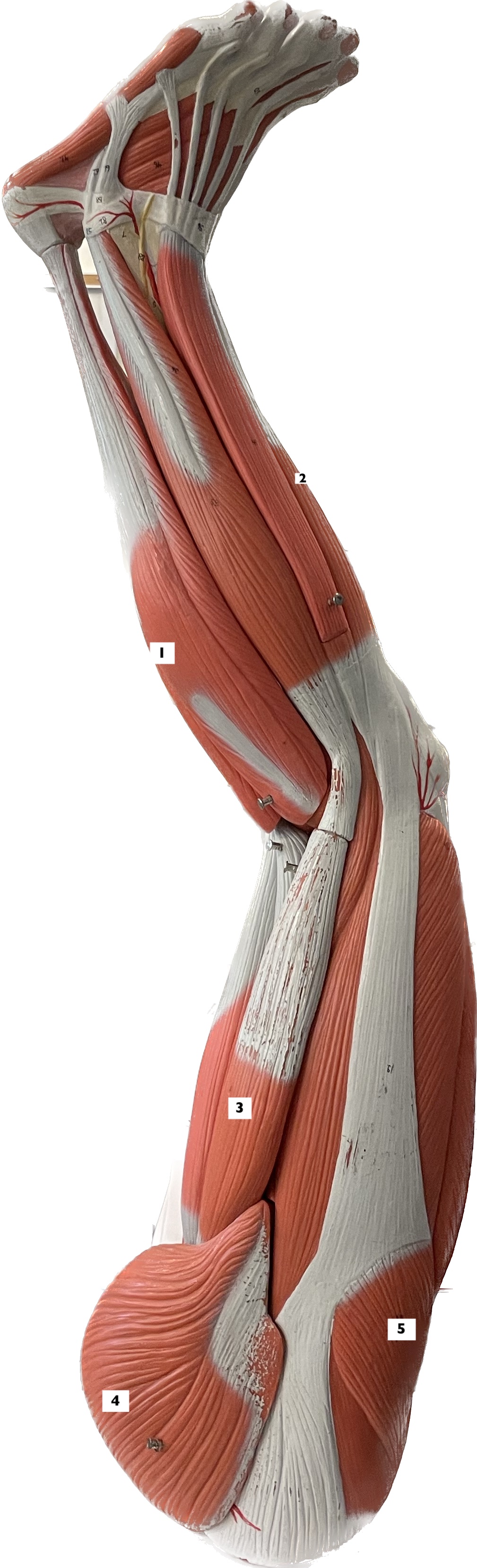 gastrocnemius - foot plantar flexion