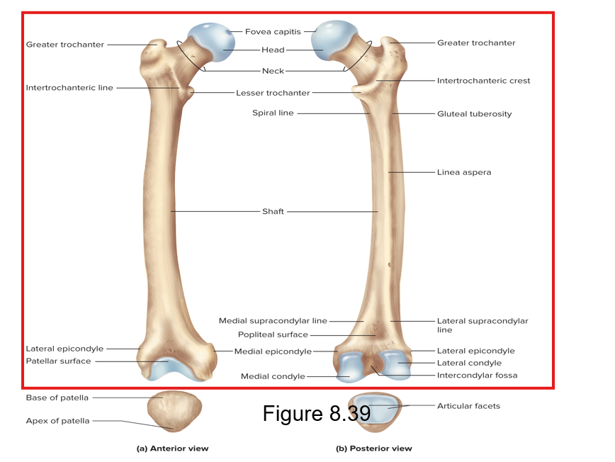 <p>Femur; articulates with the acetabulum of the pelvis </p>