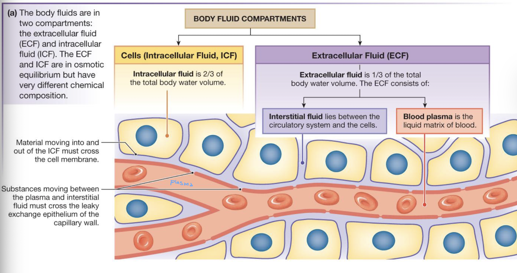 <p>the ECF and ICF are in osmotic equilibrium but have very different chemical compositions</p>