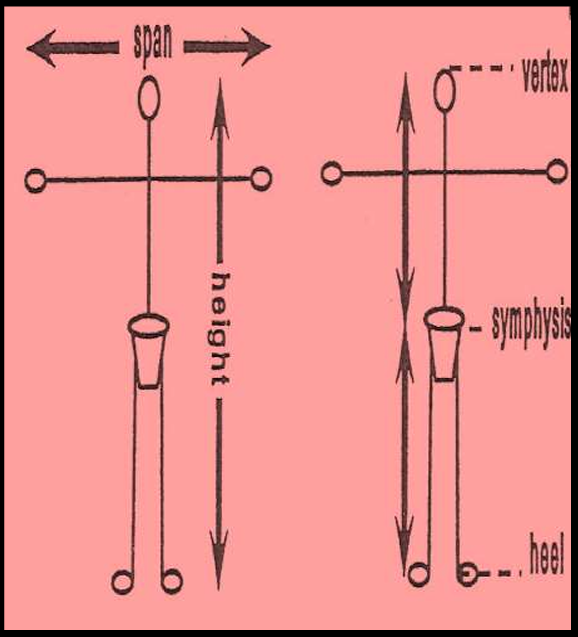 <p>The growth is retarded and proportional so that span = hight </p><p>Vertex to symphysis = symphsis to heel.</p>