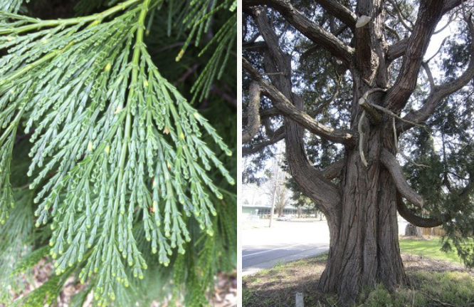 <ul><li><p>scale-like leaves grow in flat sprays</p></li><li><p>tolerate dry conditions</p></li></ul><p></p>