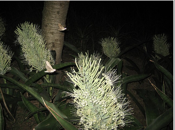 <p>what pollination syndrome is this </p>