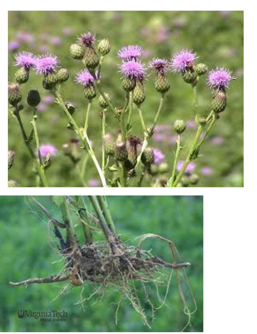 <p>Canada thistle</p><p><span><strong><u>• Creeping roots (rhizomes)</u></strong></span></p><p><span><br></span><span>•Flowers are pink to purple</span></p><p><span><br></span><span>•Spineless, scaleless bracts</span></p><p><span><br></span><span><strong><u>•Leaves have spiny toothed margins</u></strong></span></p>