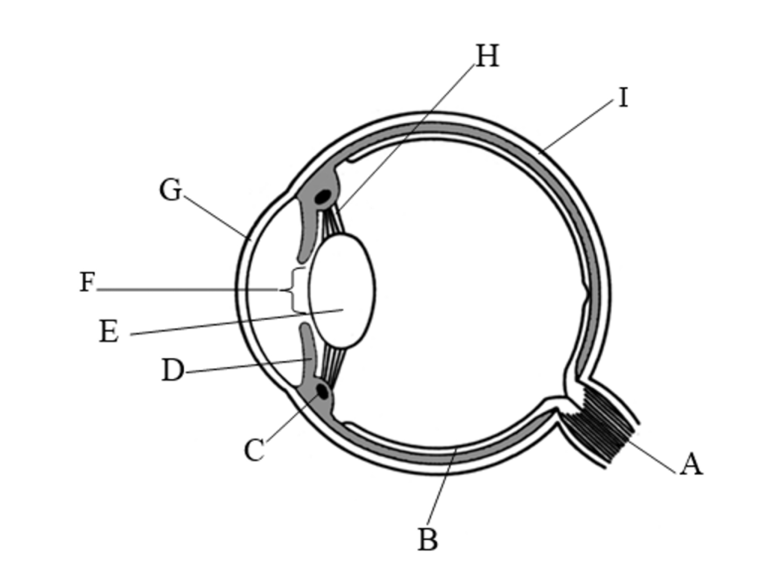 <p>F name and function</p>