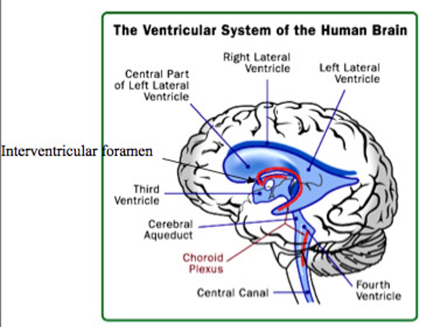 <p>space within brain filled with CSF</p>