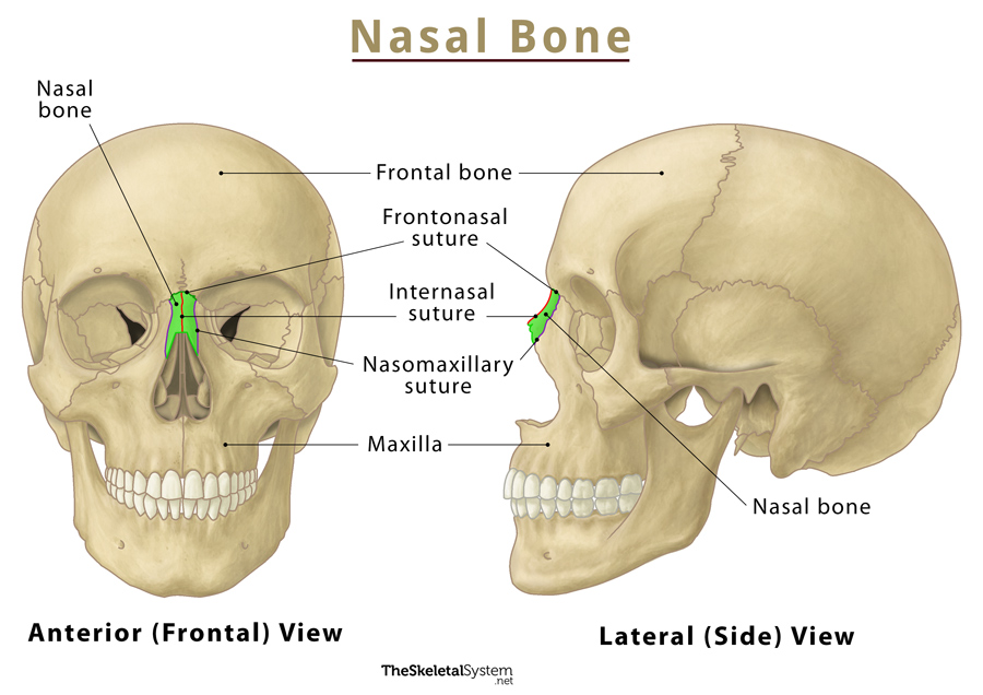 theres two nasal bones both on the nose