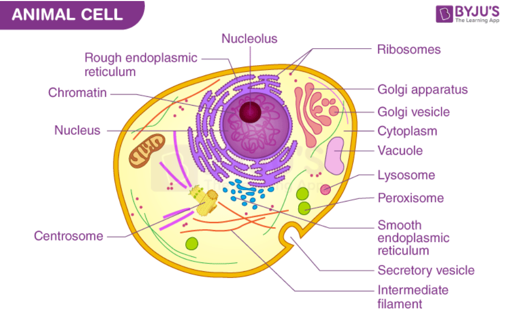 <p>A part of the cell containing DNA and RNA and responsible for growth and reproduction. <strong>Eukaryotic only. Both Animal/plant cells.</strong></p>