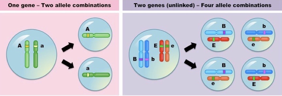 <p><span>9:3:3:1 and 1:1:1:1 ratios are based on Mendel’s second law. This law only applies if genes are on different chromosomes or are far apart enough on 1 chromosome.</span></p>