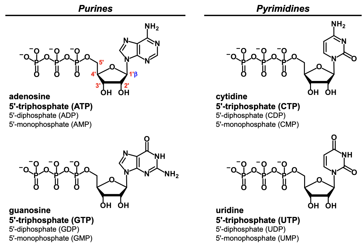 <p>a ribonucleoside plus one or more phosphate groups</p>