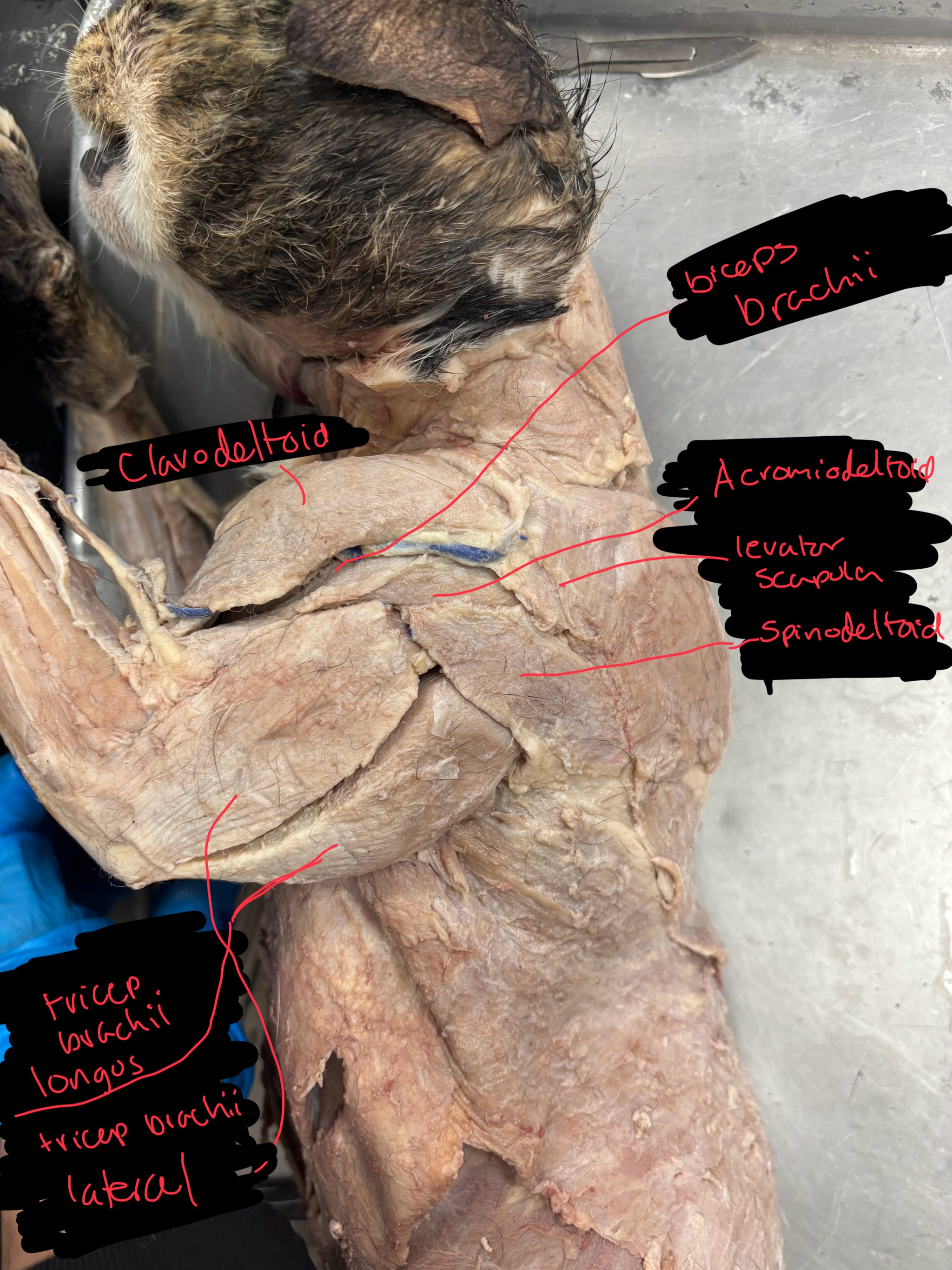 <p>Clavodeltoid: flex arm at shoulder</p><p>acromiodeltoid: flexes arm and rotates laterally at shoulder</p><p>spinodeltoid: flexes arm and rotates laterally at shoulder</p><p>levator scapula: Pulls scapula toward the head</p><p>biceps brachii: flex forelimb at elbow</p><p>triceps brachii long head: extend forearm at elbow</p><p>triceps brachii lateral head: extend foremarm at elbow</p><p>extensors: extend the wrist or digits </p>