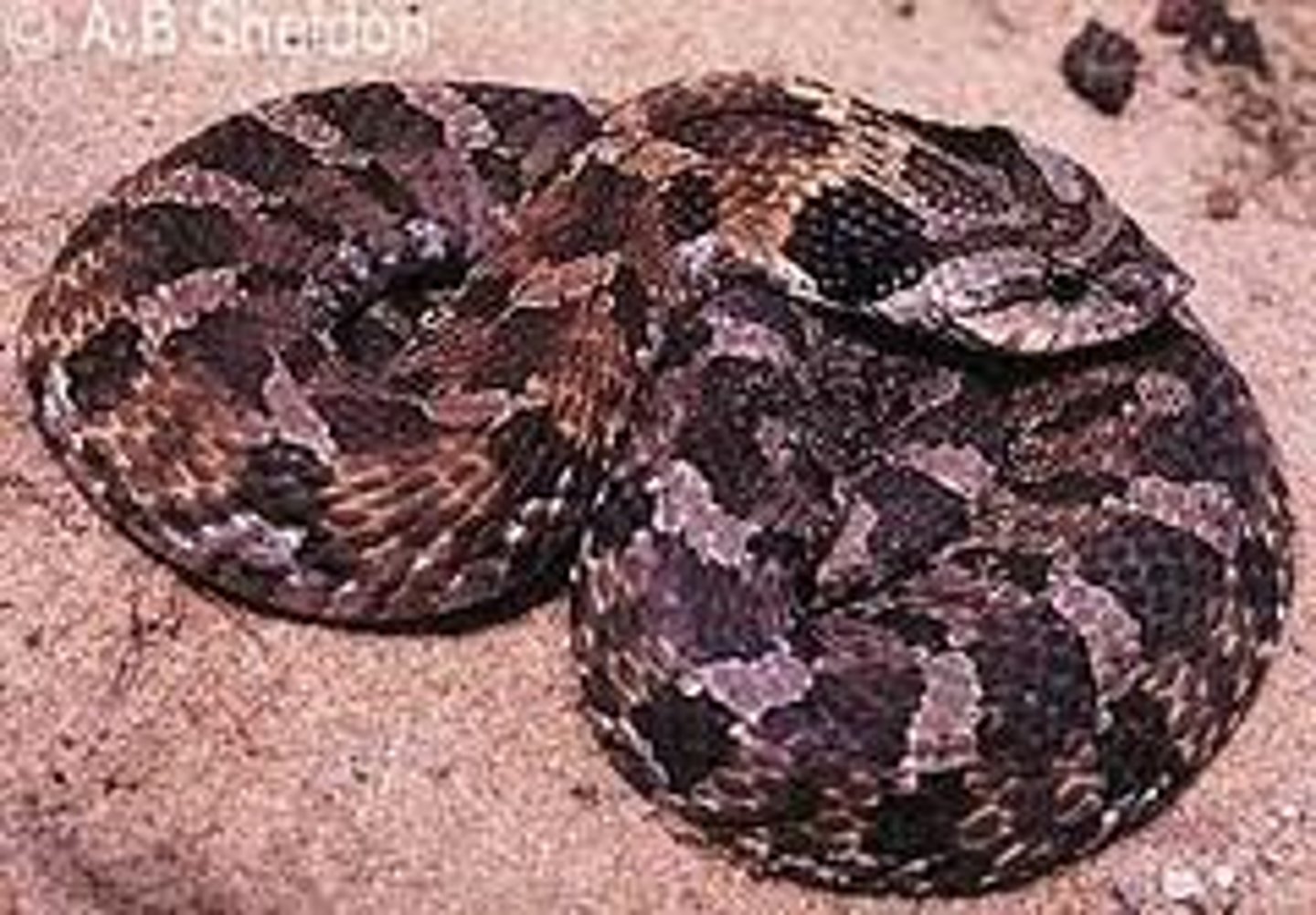 <p>- short and chunky</p><p>- upturned rostral scale</p><p>- pair of black eye-like spots on neck</p>