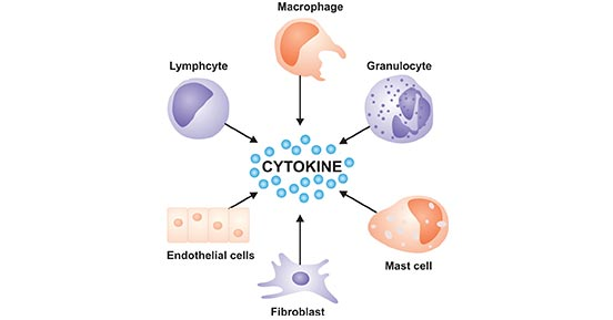 <p>Glycoproteins made by immune cells, functioning as a messenger by diffusing between cells. </p><p>They are released by immune cells (T cells, macrophages) &amp; travel to receptors on other cells</p><p>Important roles: </p><ul><li><p>Control activity &amp; growth of immune cells </p></li><li><p>Activate cells to attack viruses &amp; bacteria </p></li><li><p>Trigger inflammation (help fight infection) </p></li><li><p>Trigger activation, division, inhibition of immune cells </p></li></ul><p></p>