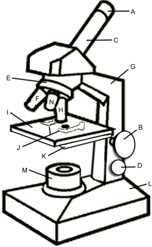 <p>nomme partie B</p>