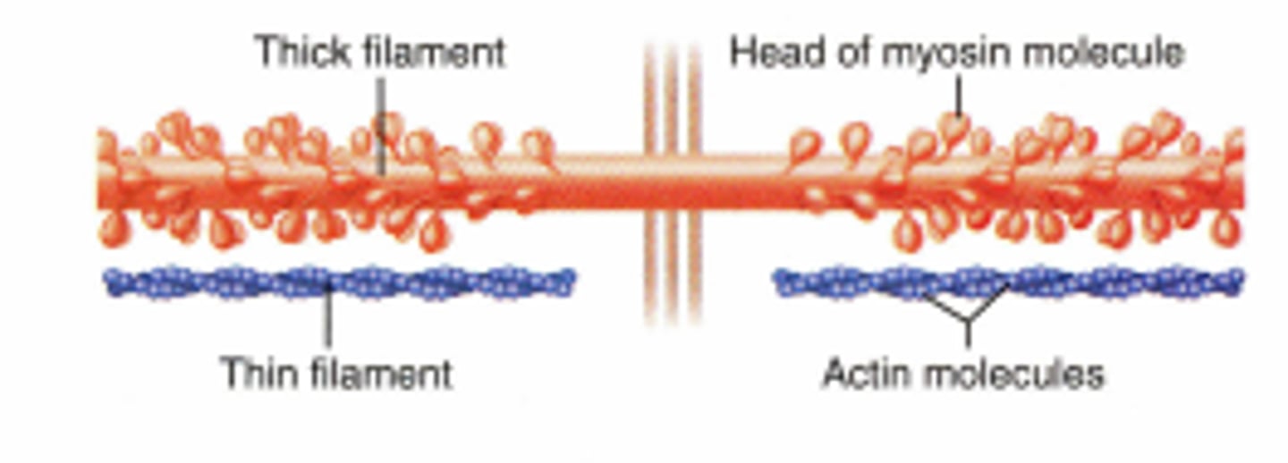 <p>The contractile proteins, actin and myosin, of muscle cells.</p>
