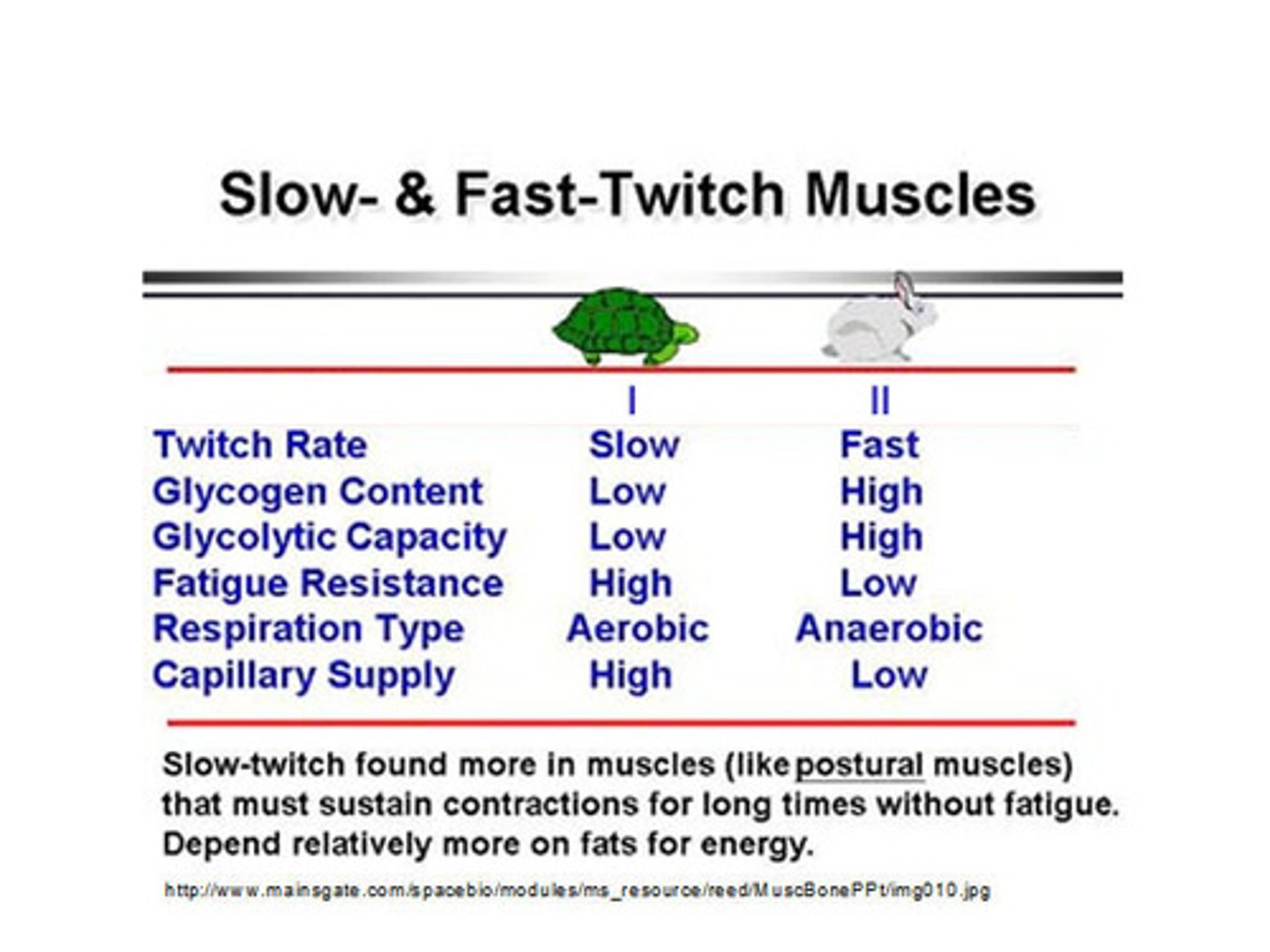 <p>muscle fibers that contract rapidly and forcefully but fatigue quickly</p>