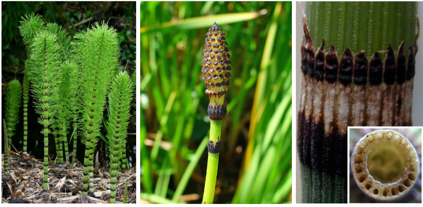 <p>characterized by having a hollow stem with a whorl of reduced leaves. They have woody strobili at their tips</p>