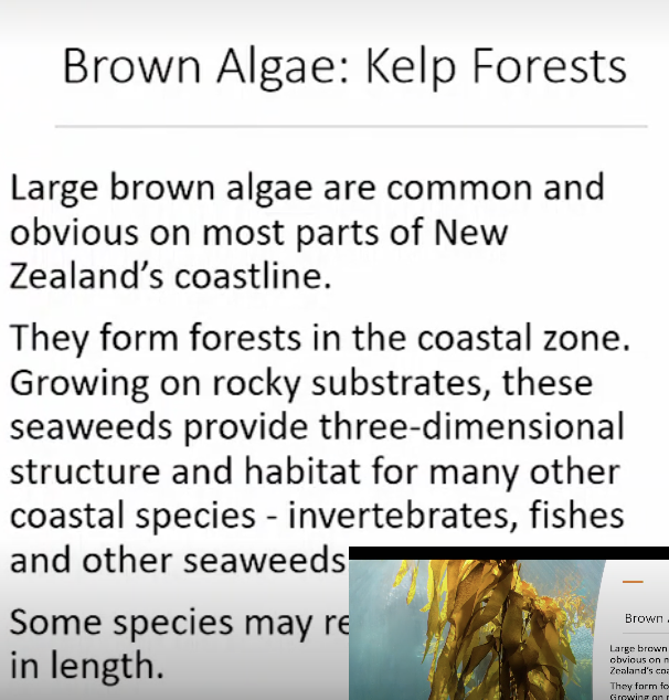 <p>highly productive kelp forest which are threatened.  </p>