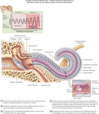 <p>sound waves vibrate tympanic membrane </p><p>ossicle vibrates and transmits waves to oval window</p><p>fluid pressure waves in scala vestibuli pusch vestibular membrane causing pressure waves in endolymph of cochlear duct</p><p>specific regions of basilar membrane move </p><p>hair cells distored, causing changes in neurotransmitter release</p><p>sensory neurons with axons in CN VIII are stimulated to fire</p><p>pressure is transmitted to scala tympani and absorbed by round window</p>