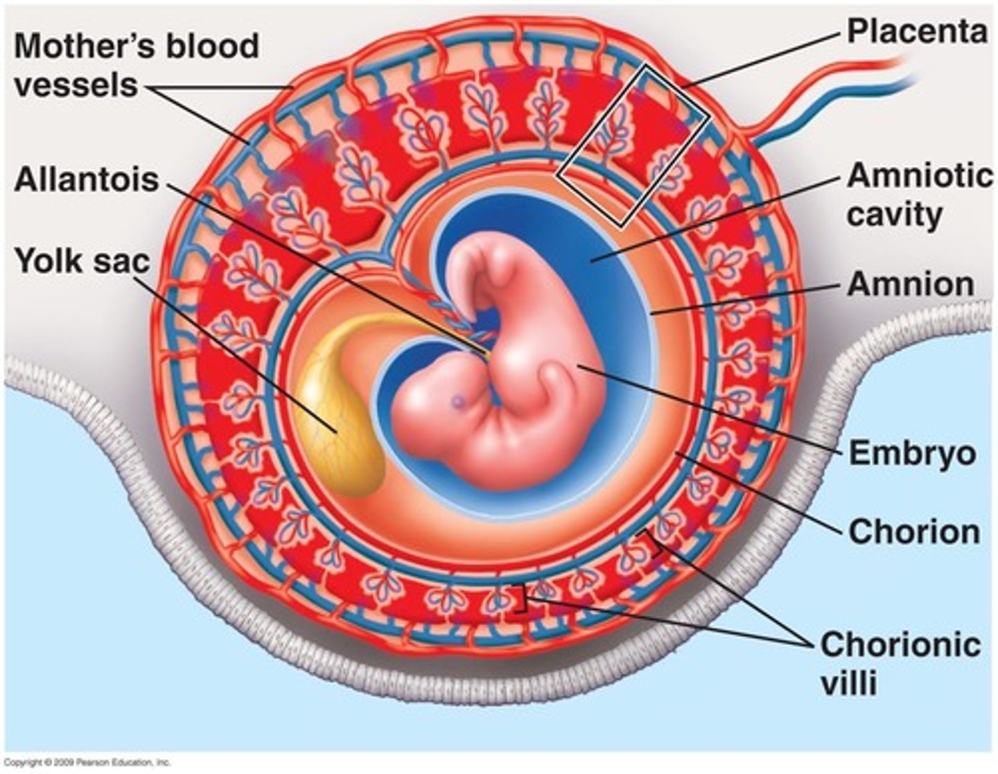 <p>Forms the foundation for the umbilical cord.</p>