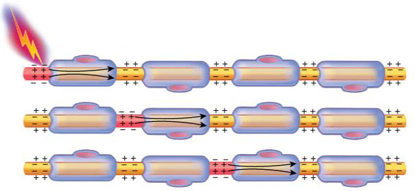 <p>Inward movement of positive sodium ions (Na+) leaves a temporary, slight excess of negative ions on the outside of the neuron’s membrane at the stimulated point</p>