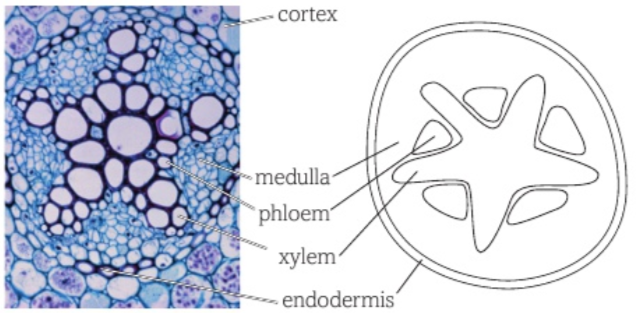 <p>there is a central core of xylem, often in the shape of an X. the phloem is found between the arms of the X shaped xylem tissue → this provides strength</p><p>around the vascular bundle is a special sheath of cells called endodermis- which has a key role in getting water into the xylem vessels</p><p>just inside the endodermis is a later of meristem cells called the pericycle</p>