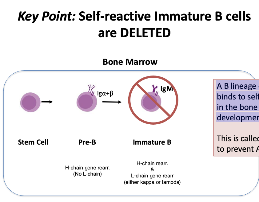 <p><span>A B lineage cell that creates a self-reactive BCR and binds to self-Ag will undergo apoptosis in the bone marrow and will not continue development.</span></p><p><span>Important for preventing autoimmunity!</span></p>