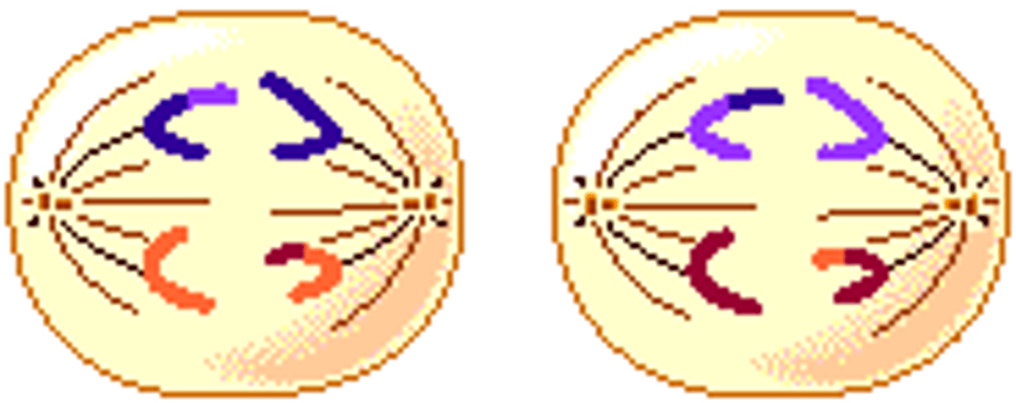 <p>Sister chromatids separate</p>