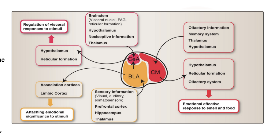 <ul><li><p>One of the three major group in the amygdala nuclei</p></li><li><p><strong>Emotional affective responses to food.&nbsp;</strong><span><span>This means the CM helps determine the emotional and behavioral response to food based on its smell and taste, influencing whether you feel motivated to eat more or stop eating</span></span></p></li><li><p>Receive olfactory information from the olfactory bulb, gustatory information, and information from the thalamus. Reciprocal connections with the hypothalamus, specifically the ventromedial and lateral areas, which are involved in the regulation of food intake</p></li></ul><p></p>
