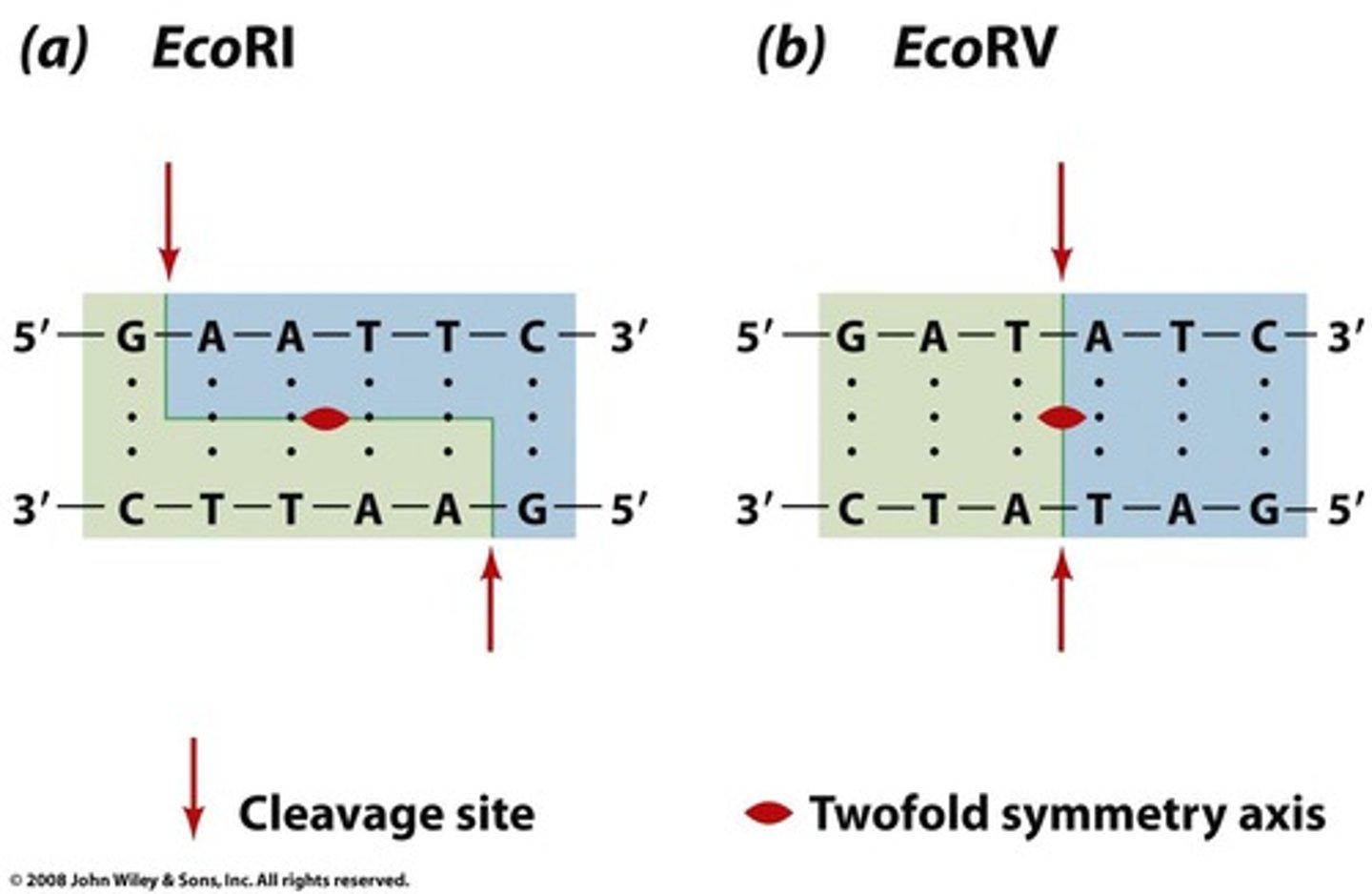 <p>Sticky Ends - Staggered ends on a DNA molecule with short, single-stranded overhangs. ** require same restriction endonuclease</p><p>Blunt Ends - A straight cut, down through the DNA that results in a flat pair of bases on the ends of the DNA.</p>