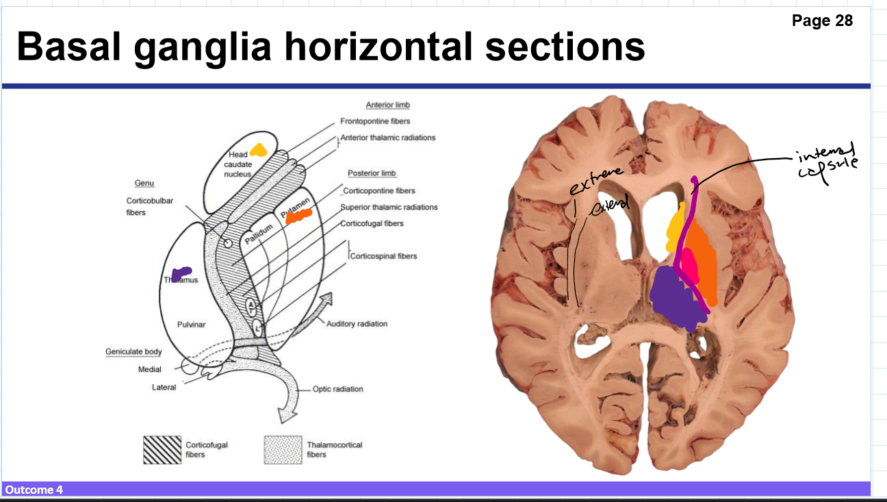 <p>Identify these structures and what part of the basal ganglia it is</p>
