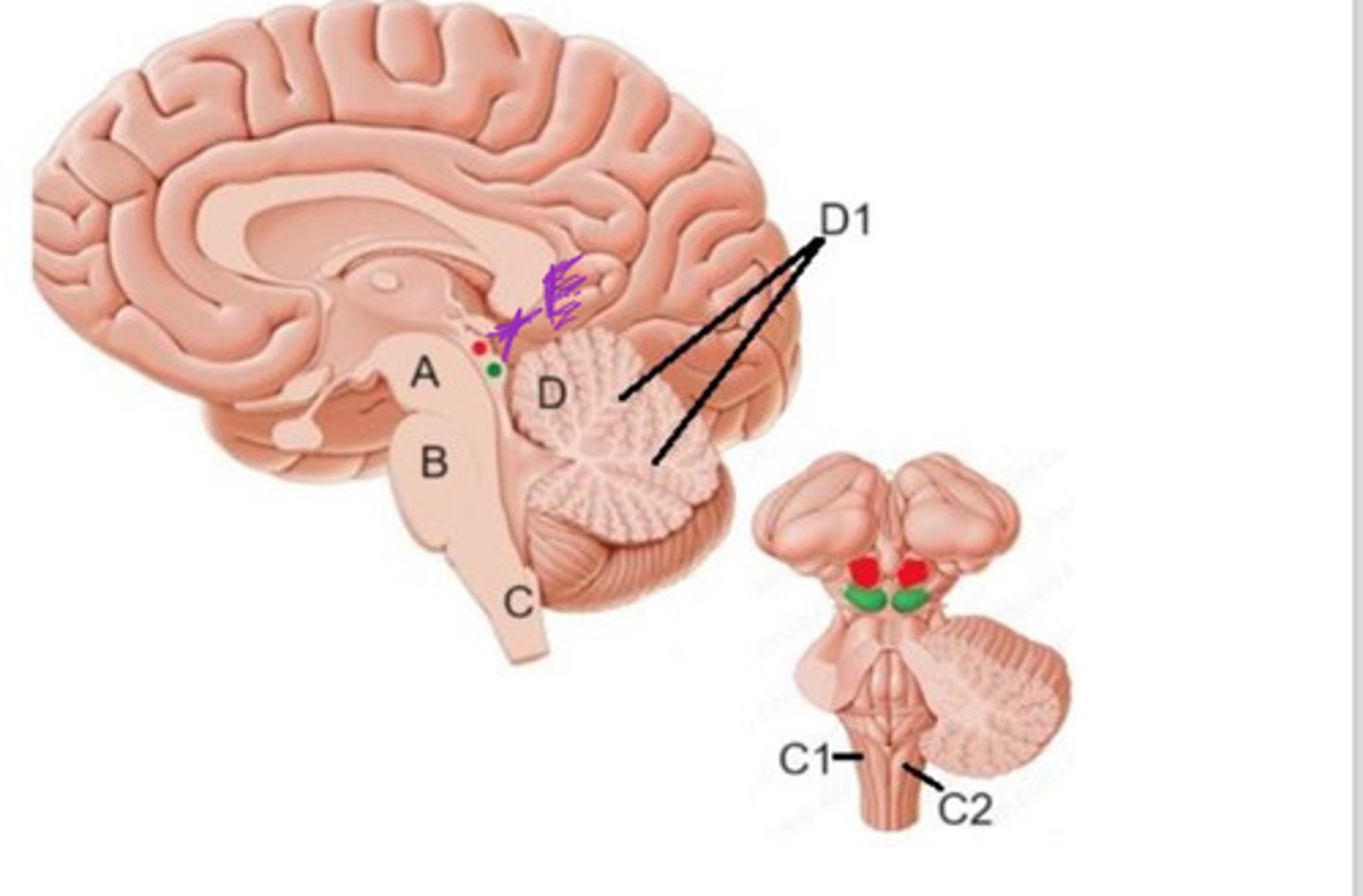 <p>C2</p>