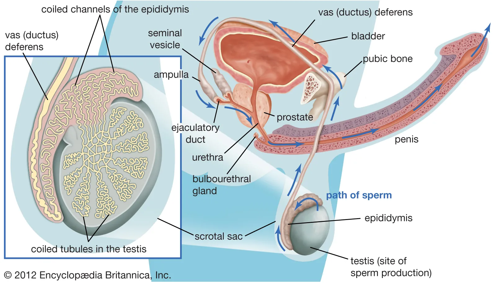 <p>What is the <strong>ampulla?</strong></p>