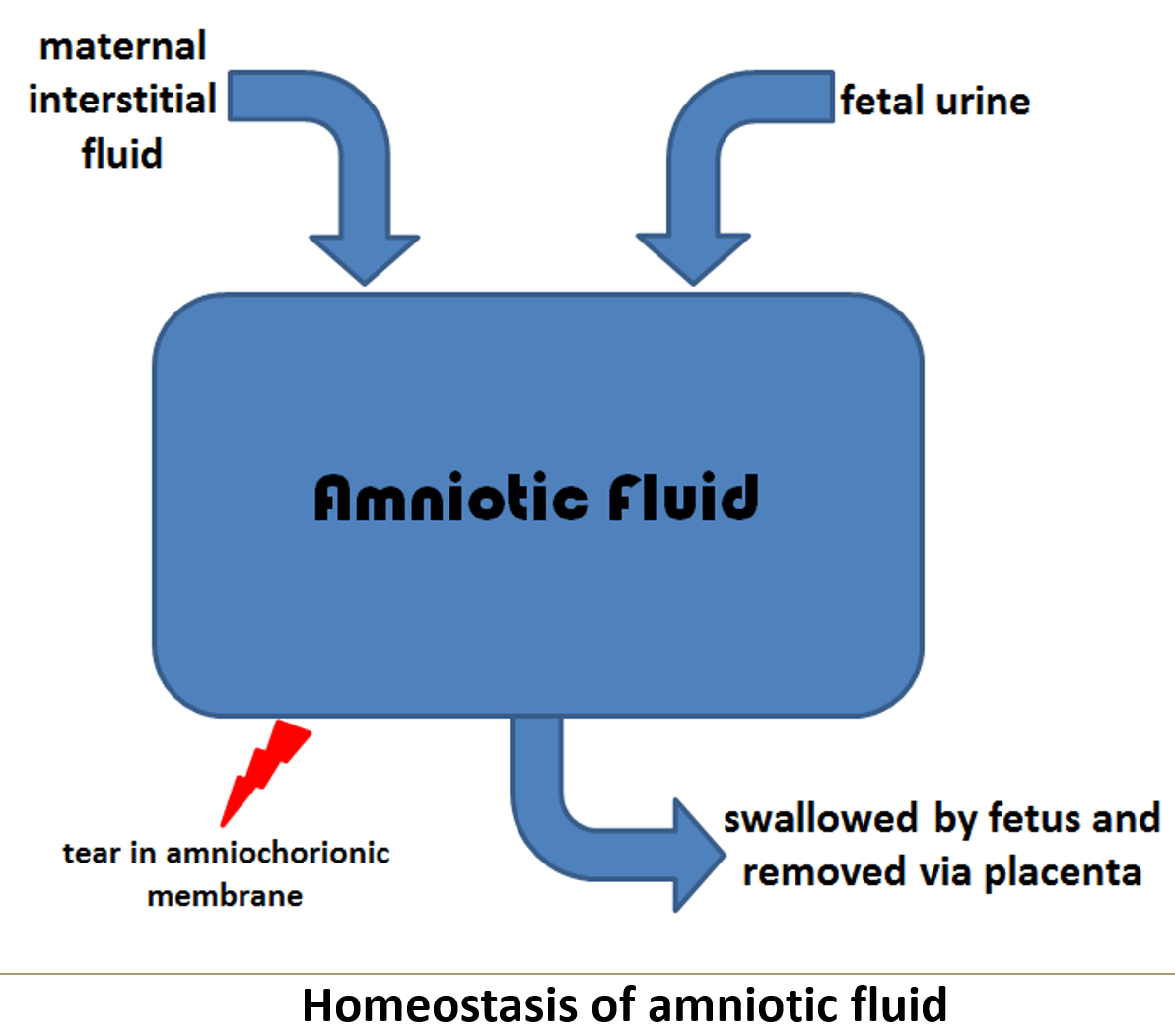 <p>Primarily <strong>maternal interstitial fluid</strong>, with <strong>minor contributions</strong> from <strong>amniotic cells</strong>.</p>