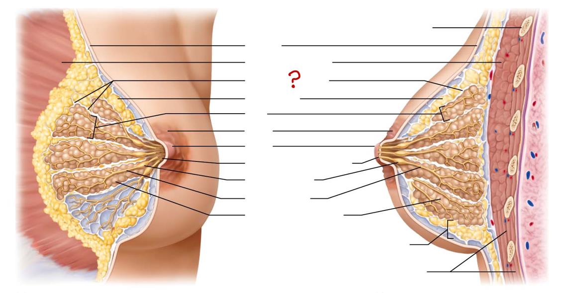 <p>made of connective tissue </p>