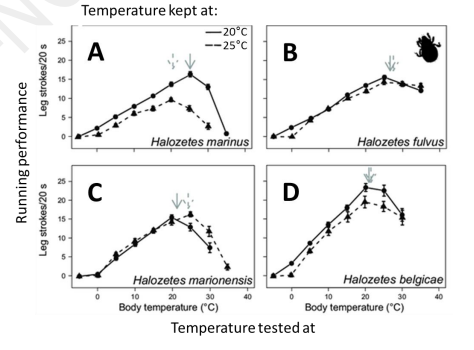 Here are results (on the right) modified from Deere & Chown (2006) showing the running performance of 4 species of mites kept at cool (solid line) and warm (dotted line) temperatures and then tested at temperatures from 0-40°C. Which species of mite (A-D) acclimated best to the two temperatures they were kept at? 