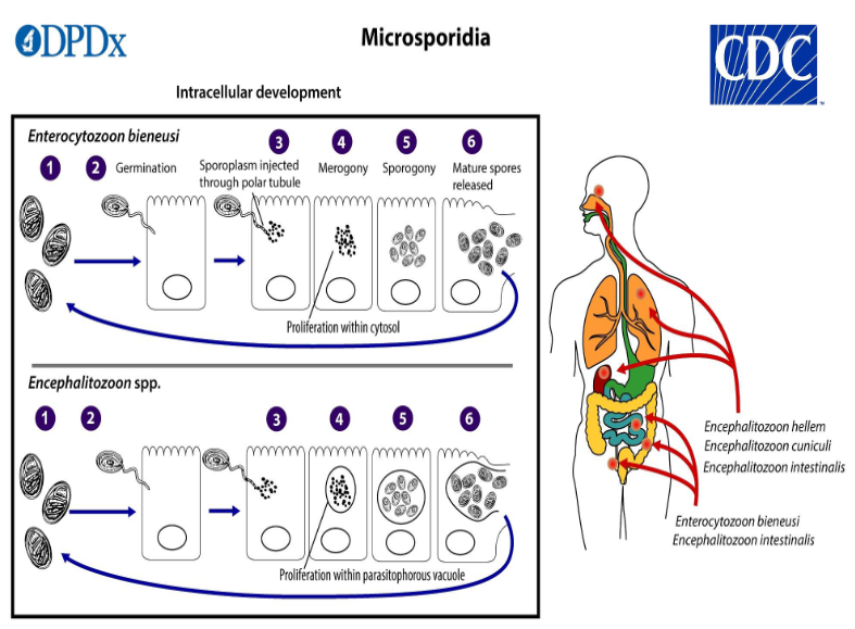 <ol type="1"><li><p>Infective spore germinates, rapidly everting its polar tubule which contacts the eukaryotic host cell membrane&nbsp;</p></li><li><p>The spore injects the sporoplasm into the host cell through the polar tubule&nbsp;</p></li><li><p>sporoplasm enters the proliferative phase marked by extensive multiplication, creating meronts thru binary/ multiple fission</p></li><li><p>meronts undergo sporogony creating sporonts and eventually mature spores when all organelles are polarized</p></li><li><p>when spores increase &amp; completely fill the host cell cytoplasm, the cell membrane is disrupted and spores are released to the surroundings&nbsp;</p></li><li><p>free mature spores can infect new cells thus continuing the cycle</p></li></ol><p></p>