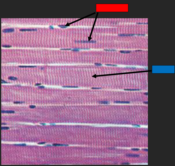 <p>What do the arrows pointing from the blue box indicate?</p>